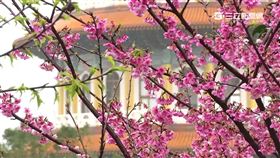 下雨也要來賞花　天元宮三色櫻絕美登場