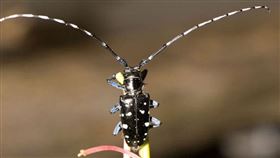 光肩星天牛(防檢局提供)