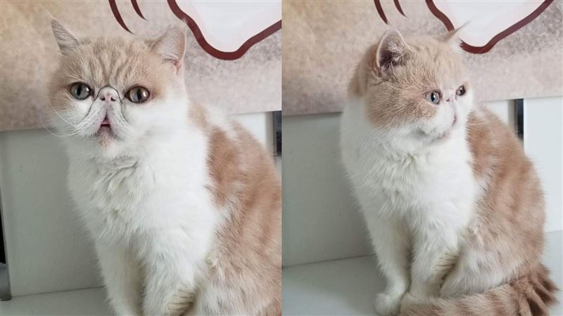 網紅貓咪阿胖離世　飼主哀：我接受不了