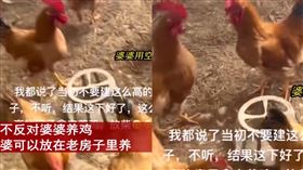 婆婆用新房養雞（圖／翻攝自微博）