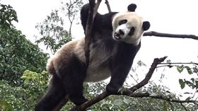 圖／動物園提供,圓寶