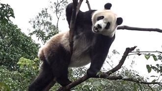 圓寶爬樹下一秒悲劇了！壓斷樹幹墜地