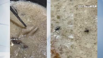 牛奶鍋有小黑點！以為是胡椒　結果全是蟲