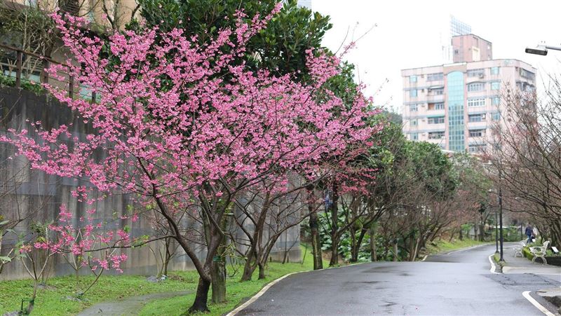 初一走春　市區「粉紅花雨」美到3月