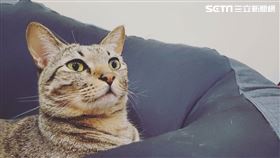 ▲貓會抓老鼠，相傳因此相當受到農業為主的越南歡迎，所以把兔子改成貓。（圖／記者楊佩琪攝）