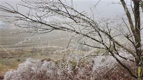 武陵農場霧淞美景，武陵農場提供