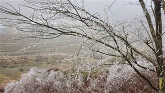 急凍0度！武陵農場「霧淞美景」超夢幻