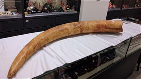 林務局,台灣,象牙,象牙加工品,大象保育,農委會