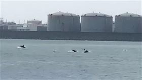 罕見！海豚現蹤台中港　躍出水面像拜年（圖／翻攝畫面）