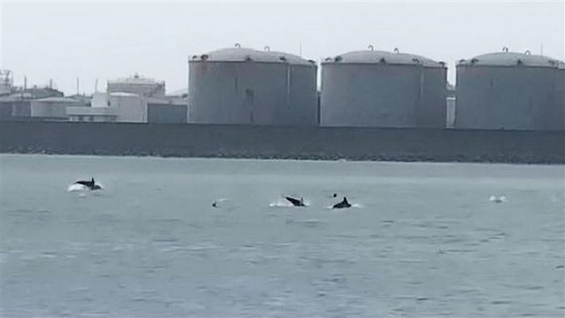 罕見！海豚現蹤台中港　躍出水面像拜年