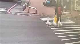 三隻鵝仔逛大街！民眾笑喊：誰家年菜逃了（圖／翻攝畫面）