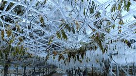武陵農場零下4.9度  出現雪白世界台中市和平區武陵農場25日上午6時到7時之間出現零下4.9度的低溫，農場北谷果五區可見冰晶依附在草木枝條上，形成一片雪白世界，有如耶誕節限定版的「冰雪奇緣」。（武陵農場提供）中央社記者郝雪卿傳真  111年12月25日