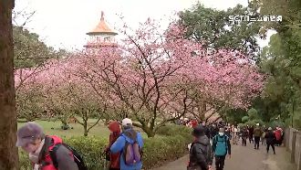 天元宮「櫻花季」登場　天冷不減民眾興致