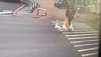 新竹3隻鵝逛大街　鄰淡定揭「鵝的日常」