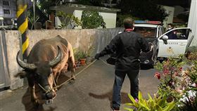 台南,水牛,走失,閒晃,勤務,餵牛,春牛,牧草