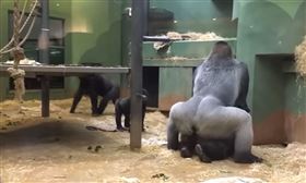 動物園大猩猩當眾上演「活春宮」
圖/翻攝自TrBeats NewMzk YouTube