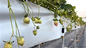 春節連假苗栗大湖遊客爆量  草莓幾乎採摘一空苗栗大湖採草莓是不少民眾假期出遊首選，大湖地區農會27日指出，今年春節假期較長，加上天公作美，每天吸引許多遊客造訪，初二起更是連3天人潮爆量，各家草莓園裡大顆、鮮紅的草莓幾乎被採摘一空，剩下許多綠色、尚未轉紅的果實。（民眾提供）中央社記者管瑞平傳真  112年1月27日