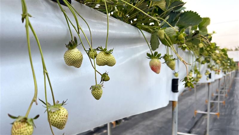 大湖春節3天湧20萬人　草莓幾乎採摘一空