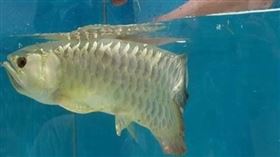 大陸,金龍魚,龍吐珠,魚卵,小魚(圖/翻攝自微博)