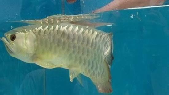 3萬元金龍魚失蹤…他見兒子端煎魚心涼了
