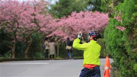 新店櫻花(新北市政府景觀處提供)