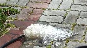 台中冷到出現「極地現象」　水龍頭秒變冰,思源啞口,雪景(圖/翻攝畫面)