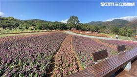 北投三層崎花海成近郊好去處。（圖／記者吳康瑋攝）