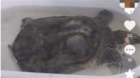 中國一家攤販，販賣號稱超過100歲的鱉。（圖／翻攝自《杭州交通918》）