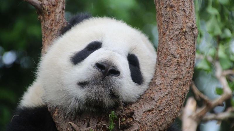 芬蘭動物園喊「大貓熊還中國」　原因曝光