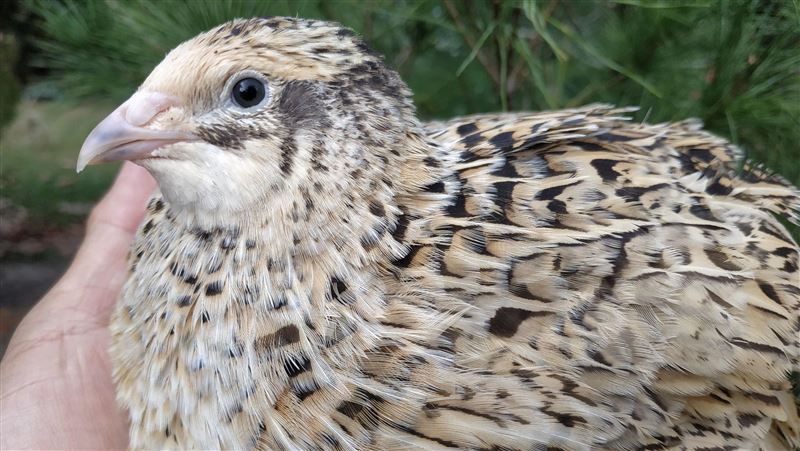 彰化|春節禽流感防疫不鬆懈　彰化撲殺10萬隻鵪鶉 | 生活 | 三立新聞網  SETN.COM