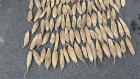 曬蘿蔔乾
圖/翻攝自路上觀察學院