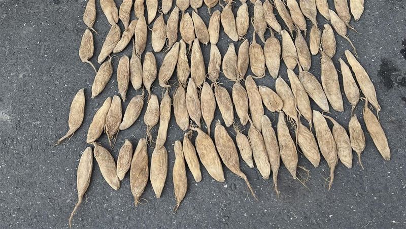 路邊鋪滿「1食物」曬日光浴　網一看嚇傻
