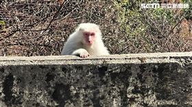 台中梨山巧遇罕見的白色台灣獼猴。白猴。（圖／參山處提供）