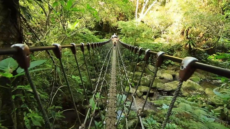 秘境／走進香草森林　體驗刺激單索吊橋