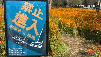 花海聳動標語奏效　命案、禁入防遊客破壞