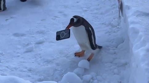 見民眾掉手機！超萌企鵝短腿狂奔撿起歸還