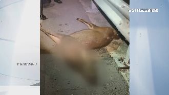 1大1小水鹿遭「路」殺　疑覓食逆向被撞