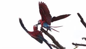 金剛鸚鵡（頑皮世界）