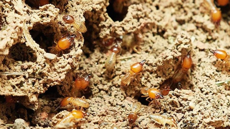 蓋通道、種香菇難不倒白蟻　秘訣竟是便便