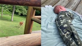 寶寶在庭院哭泣，意外引來一隻母鹿。（圖／翻攝自TikToK@hannaburton）