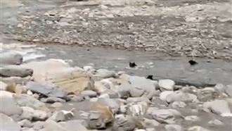 台灣黑熊3母子渡河！民眾拍下珍貴3分影像