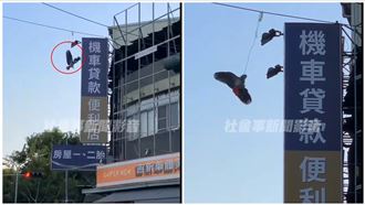 直擊／鸚鵡受困吊空中　猛力展翅飛不走