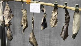 台北市立動物園昆蟲館提供