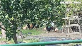 獨家／侯市府無「伏雞之力」？靚媽淚訴遭鄰雞騷擾1年：過完年變更多隻。（圖／陳女授權提供）