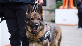 松山分局進行台灣燈會展區安全檢查，出動120警力並協請新北警犬協助。（圖／北市警提供）