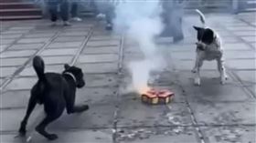 福安宮、屏東、車城、汪星人、炮陣