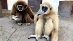 長臂猿生子（圖／翻攝自九十九島動植物園森閃閃官網）