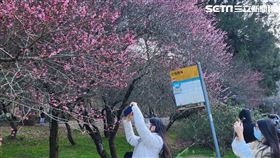 武陵農場櫻花祭2月7日登場。為期3周。（圖／翻攝畫面）