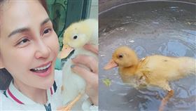 梁佑南分享養柯爾鴨生活。（圖／梁佑南提供）