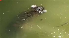 小老虎,動物園,溺亡,落水,遊客